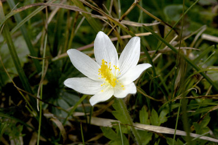 Monte Baldo Anemone